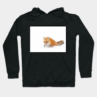 Red Fox - Algonquin Park Hoodie